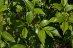 Lanceleaf buckthorn